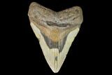 Fossil Megalodon Tooth - North Carolina #124453-1
